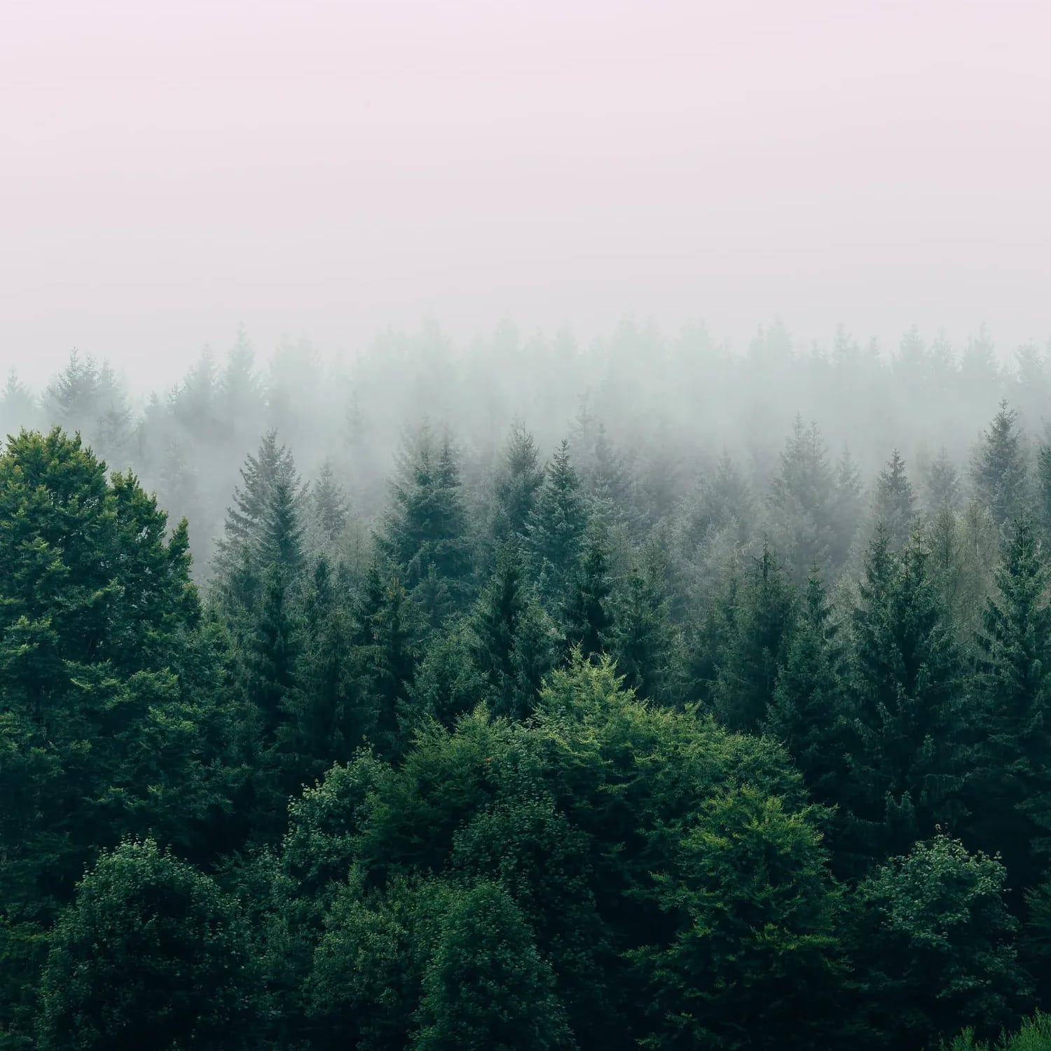 foggy forest, view from maybe 30 meters above